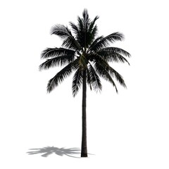 Tropical palm tree silhouette