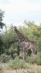 Namibian Giraffe