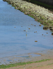 The floor of the river, which flows into the Inland Sea of Japan, is gradually getting visible due to the low tide.