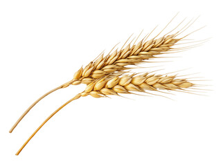 Golden wheat stalks isolated on transparent background for food and agriculture industry uses