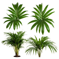 Tropical plants, various views