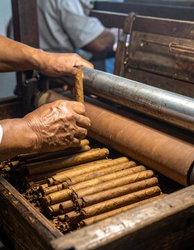 Hands carefully working with cigars