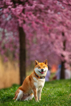 Shiba Inu in spring