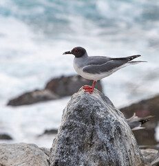 Swallow-tailed Gull Perched on a Rock in Española