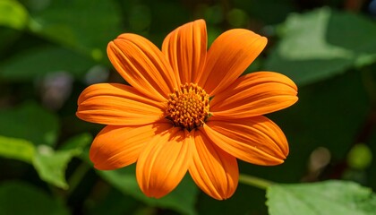 Vibrant orange flower