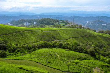 Obraz premium Landscape view of tea plantations, Munnar, Kerala, India.