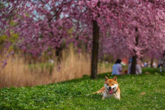 Shiba Inu in spring