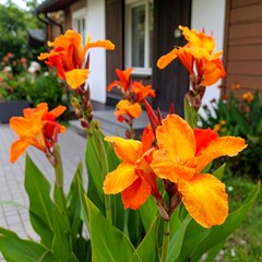 Vibrant orange flowers in a garden setting