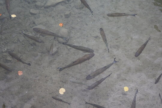 School of chub fish, Squalius cephalus in crystal clear water of a lake, freshwater wildlife, aquatic nature