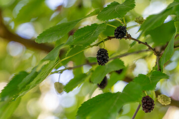 Morus twig with fruits