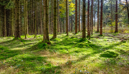 Idyllic forest scenery