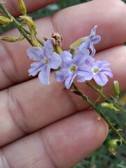 duranta erecta flower or golden dewdrop flower on the plant.flower of the pigeon berry or sky flower