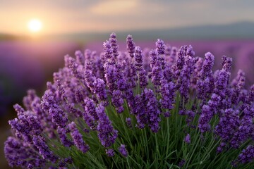 Obraz premium Lavender field at sunset purple blooms fill foreground against blurred landscape sun