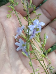 duranta erecta flower or golden dewdrop flower on the plant.flower of the pigeon berry or sky flower