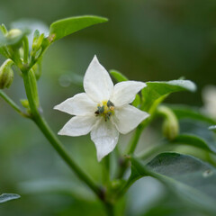 Chilli plant with beautifulwhite flower.