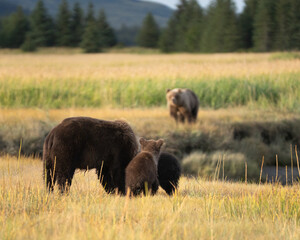 Mom bear and her two cubs staring down a stranger