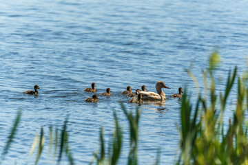 A family of ducks, a duck and its little ducklings are swimming in the water. The duck takes care of its newborn ducklings. Mallard, lat. Anas platyrhynchos