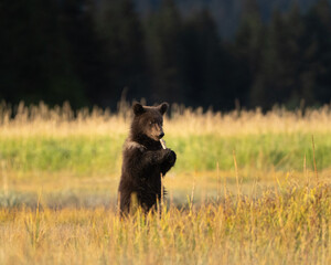 Fototapeta premium Bear cub playing in the grass with a piece of fish