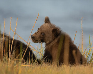 Close up of a young bear cub in the grass © feeferlump