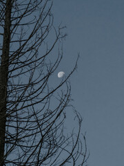 Image of the moon in dark night behind a tree.