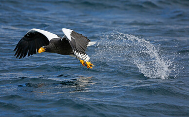 Sea eagle fishing