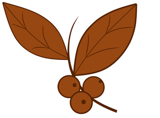 small branch with leaves and coffee berries