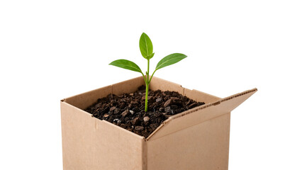Young green plant growing in recycled cardboard box with soil on the transparent background, symbolizing sustainability and ecofriendly urban gardening