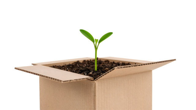 Green seedling sprout growing in soil inside open cardboard box symbolizing ecofriendly packaging and sustainability
