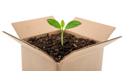 Green seedling growing in soil inside open recycled cardboard box on the transparent background concept of ecofriendly packaging and sustainable growth