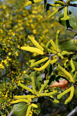 Yellow flowers of the Western Australian native Sandpaper Wattle, Acacia denticulosa, family Fabaceae, subfamily Mimosoideae. Grows on sandy soils and granite outcrops from Geraldton to Kalgoorlie