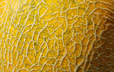 Melon close-up. Natural texture for background.