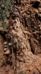 Texture of a tree with traces of a woodpecker's beak. Close-up of destroyed trunks. Selective focus
