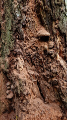 Texture of a tree with traces of a woodpecker's beak. Close-up of destroyed trunks. Selective focus
