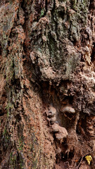 Texture of a tree with traces of a woodpecker's beak. Close-up of destroyed trunks. Selective focus