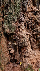 Texture of a tree with traces of a woodpecker's beak. Close-up of destroyed trunks. Selective focus