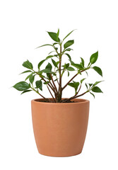 Healthy green houseplant in minimal terracotta pot isolated on the transparent background for modern home decor and indoor gardening