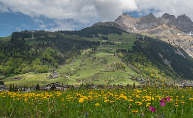 Obraz premium Very beautiful landscape in switzerland with beautiful yellow and pink fflowers and houses on the mountain alps and green forest on the mountains and very high cliff and snowy mountain tops