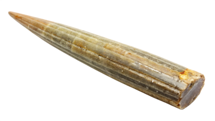 Pointed fossilized belemnite cephalopod shell with ribbed texture prehistoric isolated on a transparent background