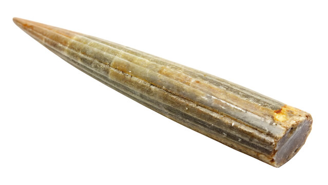 Pointed fossilized belemnite cephalopod shell with ribbed texture prehistoric isolated on a transparent background