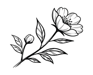 Elegant Hand-Drawn Flower Illustrations with Delicate Line Art