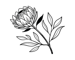 Elegant Hand-Drawn Flower Illustrations with Delicate Line Art
