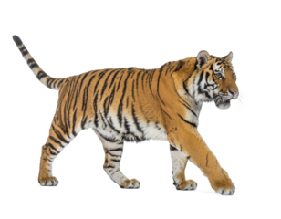 Isolated walking tiger viewed from the side on a plain studio background. PNG