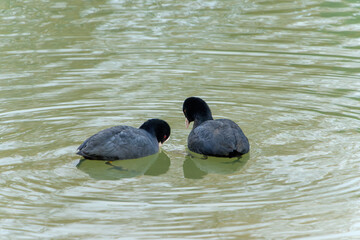 池で向かい合う二羽のオオバン