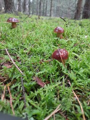 brown bay bolete ( Imleria badia)