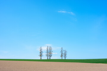 北海道・美瑛 マイルドセブンの丘と青空の風景