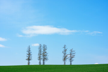 Mild Seven Hill in Biei, Hokkaido, Japan with Blue Sky and Trees