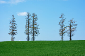 北海道・美瑛 マイルドセブンの丘と青空の風景