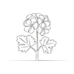 Continuous line drawing of a blooming geranium flower with leaves and stem