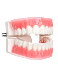 Fototapeta premium Dental model of a human jaw