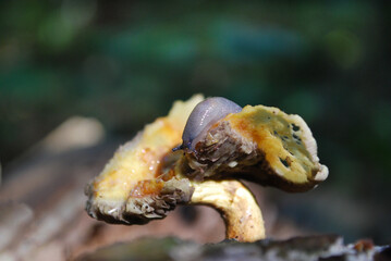 a small snail on a mushroom it has eaten in a dark autumn forest